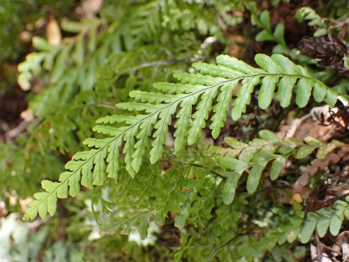 Notogrammitis heterophylla observed 2026-10-22