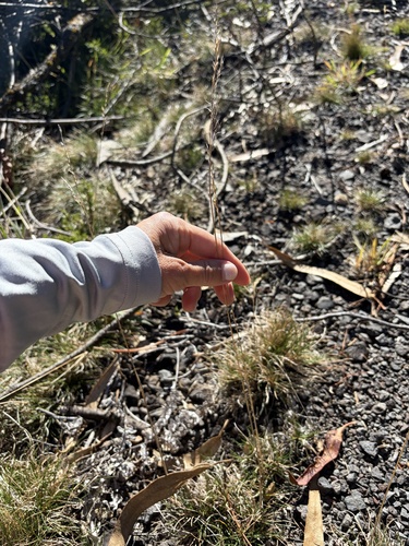 Festuca rubra observed 2026-10-20
