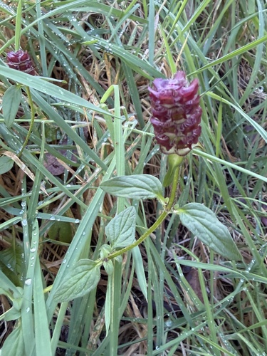 Prunella vulgaris observed 2026-10-20