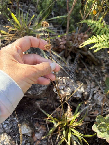 Luzula hawaiiensis observed 2026-10-20