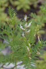 Astragalus clerceanus