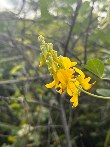 Crotalaria pallida observed 2026-10-21