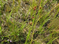 Rhynchospora glomerata