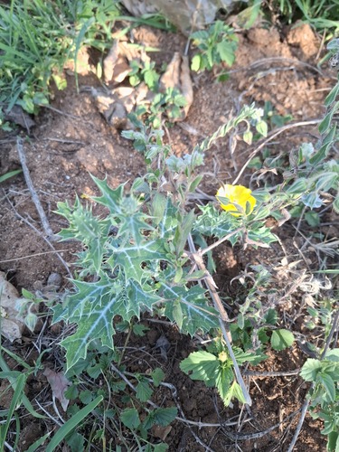Argemone mexicana observed 2026-10-22