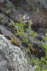Astragalus clerceanus