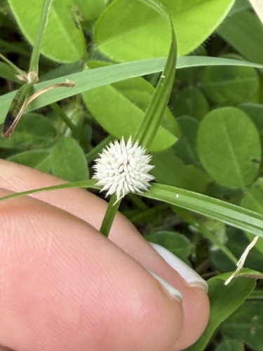 Cyperus observed 2026-10-21