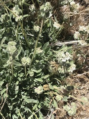 Phacelia egena