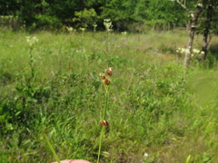 Rhynchospora glomerata