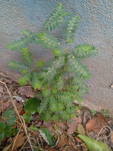 Phyllanthus niruri observed 2026-09-20