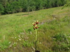 Rhynchospora glomerata