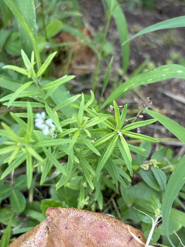 Polygala paniculata observed 2026-10-21