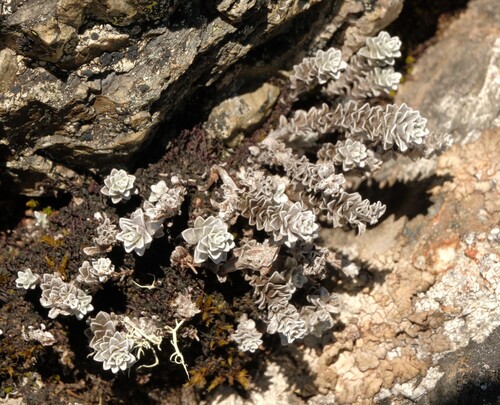 Leucogenes grandiceps observed 2026-10-19