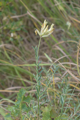 Astragalus storozhevae