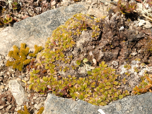 Anisotome imbricata observed 2026-10-19