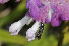 Protosmia rubifloris