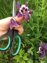 Aquilegia atrata