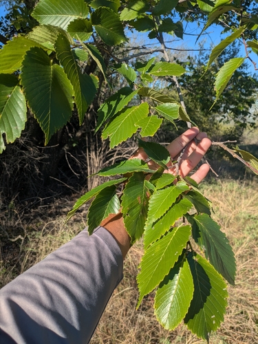 American elm photograph by the iNaturalist community
