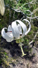 Michauxia campanuloides