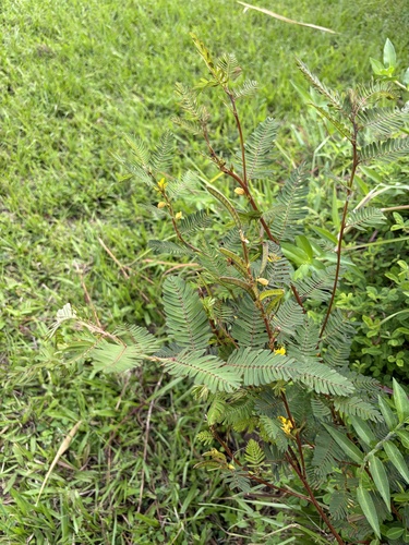 Chamaecrista nictitans observed 2026-10-21