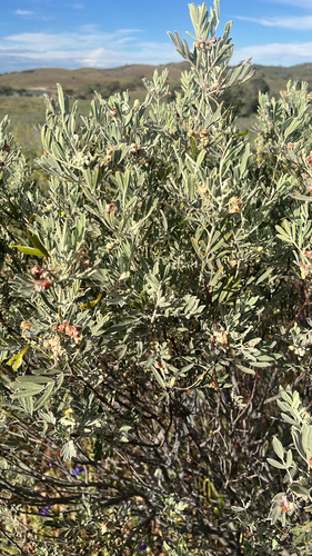 Senna artemisioides observed 2026-10-19