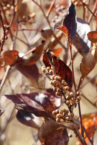 Lyonia ligustrina observed 2026-10-21