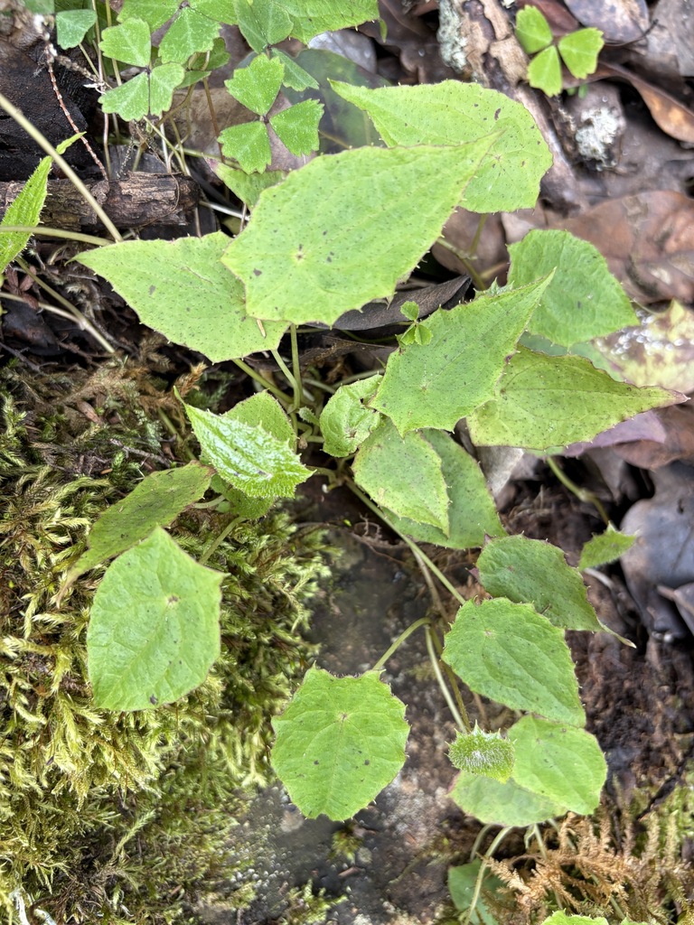 Prenanthes subpeltata