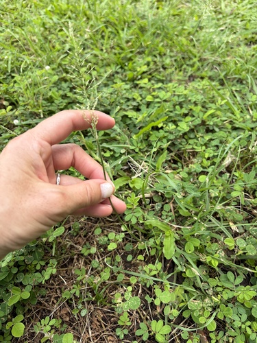 Sporobolus diandrus observed 2026-10-21