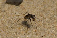 Ellipsoptera marginata