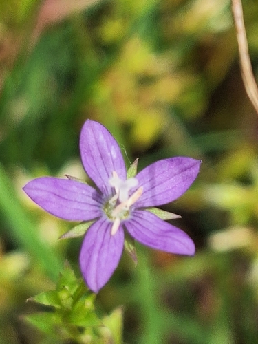 Triodanis perfoliata observed 2026-10-22