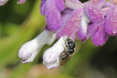 Protosmia rubifloris