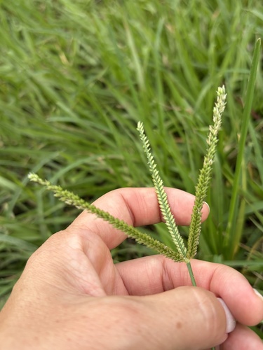 Eleusine indica observed 2026-10-21
