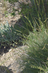 Astragalus tenuifolius
