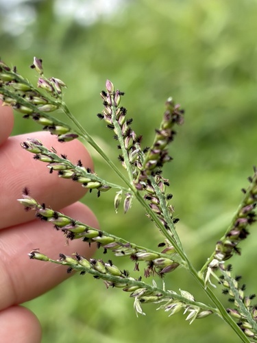 Urochloa mutica observed 2026-10-21