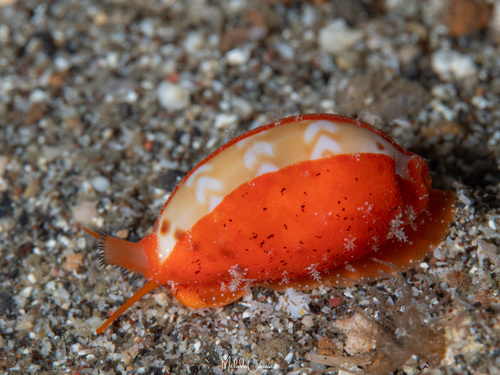 Cypraea ziczac observed 2026-08-12