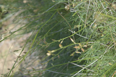 Astragalus tenuifolius