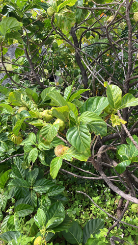 Morinda citrifolia observed 2026-10-12