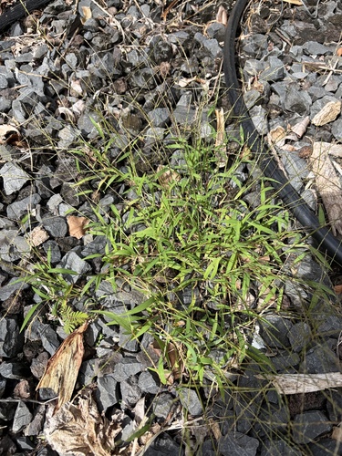 Digitaria radicosa observed 2026-10-21