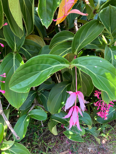 Medinilla magnifica observed 2026-10-07