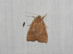 Ipimorpha pleonectusa