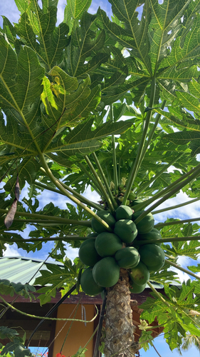 Carica papaya observed 2026-10-06