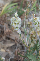 Atraphaxis frutescens