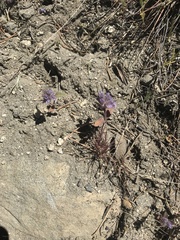 Phacelia humilis