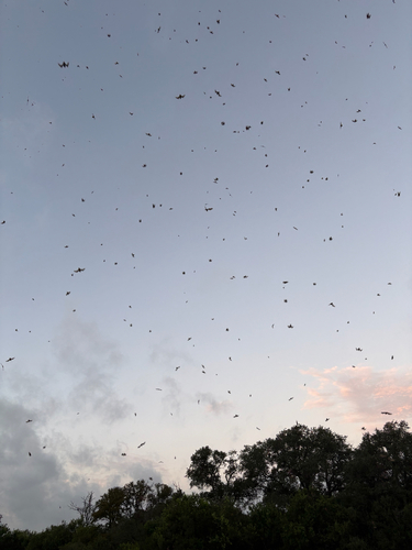 Mexican Free-tailed Bat