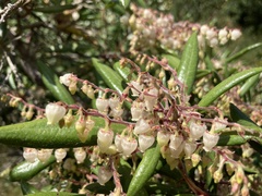 Comarostaphylis diversifolia diversifolia