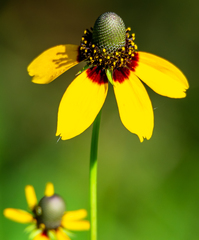 Rudbeckia amplexicaulis
