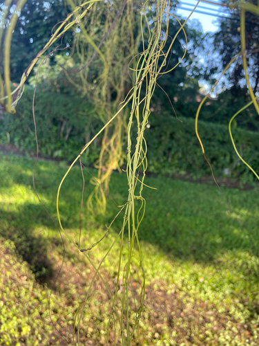 Cassytha filiformis observed 2026-10-21