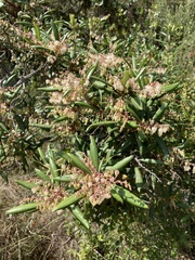Comarostaphylis diversifolia diversifolia