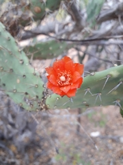 Tacinga palmadora