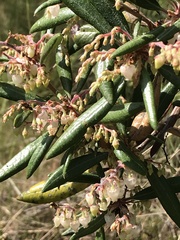 Comarostaphylis diversifolia diversifolia