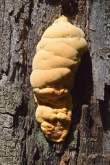 Aurantiporus croceus